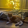 Bean is registered to the contest to win money with this photo: cat, orange_cat, white_cat, floor, wooden_floor, christmas_tree, decorated_tree, lights, yellow_lights, blanket, curtains, indoor, relaxed, pet, holiday, festive, cozy, home, animal, feline