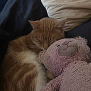 Bean joined the competition — help win amazing prizes! cat, sleeping, stuffed_toy, pink, plush, cuddling, cozy, pillow, blanket, feline, indoor, resting, cute, pet, fur, animal, domestic, relaxing, soft, nap