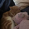 cat, sleeping, stuffed_toy, pink, plush, cuddling, cozy, pillow, blanket, feline, indoor, resting, cute, pet, fur, animal, domestic, relaxing, soft, nap