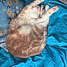 Bean joined the competition — help win amazing prizes! cat, sleeping, bed, blue_bedspread, pillow, floral_pattern, stretching, feline, pet, cozy, indoor, resting, fur, whiskers, cute, domestic_animal, animal, relaxation, soft, comfort