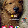 app_icons, blanket, brown, closeup, cozy, cute, dog, face, fur, home, indoor, pet, phone_screen, relaxed, screenshot, sleepy, snuggling, technology, texture, weather_widget