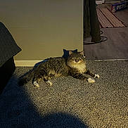 Jasper is registered to the contest to win money with this photo: animal, bed, blanket, carpet, cat, cozy, curious, domestic, floor, fluffy, furniture, gaze, home, indoor, light, living_space, pet, relaxing, shadow, tabby_cat