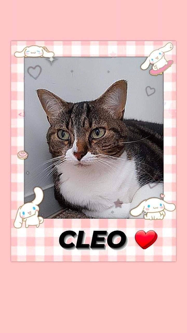 Cléo participe au concours pour gagner de l'argent avec cette photo : art, carnivore, cat, cat_supply, collar, creative_arts, domestic_short_haired_cat, felidae, font, graphics, mammal, pattern, paw, pet_supply, photo_caption, rectangle, small_to_medium_sized_cats, snout, vertebrate, whiskers