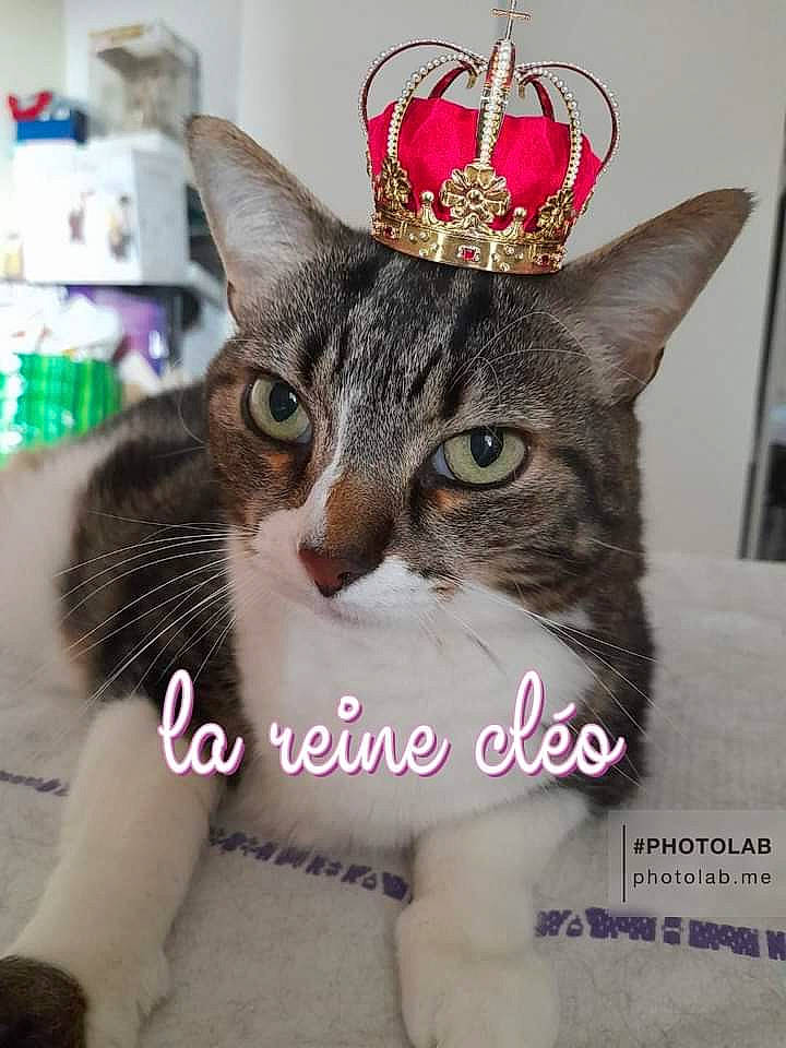 Cléo participe au concours pour gagner de l'argent avec cette photo : carnivore, cat, event, fashion_accessory, felidae, font, fur, happy, home_accessories, ornament, paw, peach, photo_caption, photography, small_to_medium_sized_cats, whiskers, white