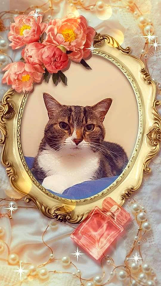 Cléo participe au concours pour gagner de l'argent avec cette photo : art, carnivore, cat, domestic_short_haired_cat, felidae, flower, font, fur, illustration, painting, peach, pet_supply, petal, photo_caption, plant, porcelain, rectangle, serveware, small_to_medium_sized_cats, whiskers