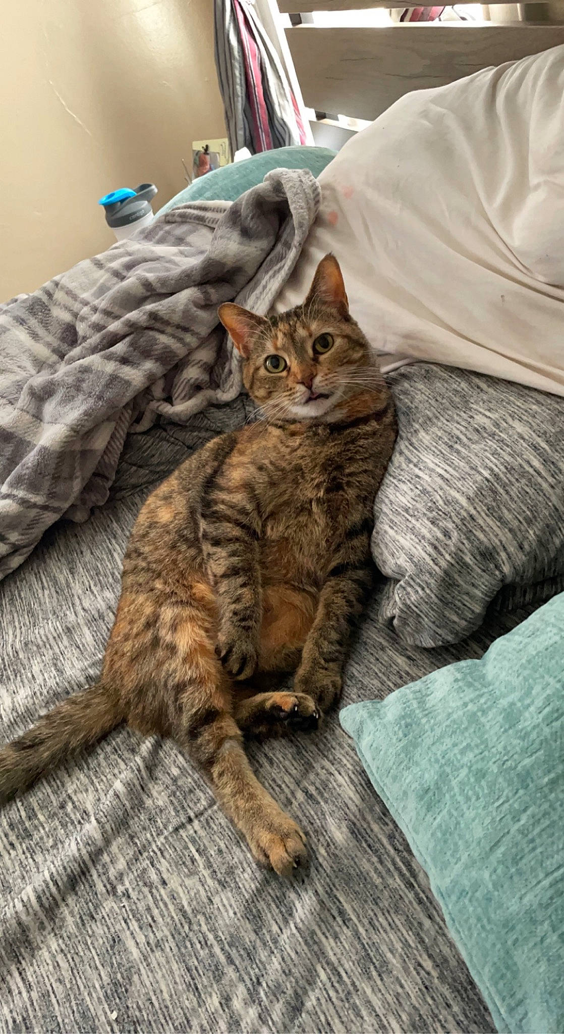 Addie joined the competition — help win amazing prizes! bed, carnivore, cat, claw, comfort, domestic_short_haired_cat, fawn, felidae, fur, grey, linens, mammal, paw, small_to_medium_sized_cats, snout, tail, terrestrial_animal, textile, tree, whiskers