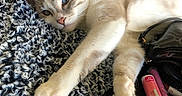 Casper joined the competition — help win amazing prizes! cat, fluffy_blanket, lying_down, indoor, pet, feline, close_up, relaxed, light_brown, white_fur, pink_nose, paws, makeup_bag, lip_balm, brush, cosy, texture, home, resting, animal