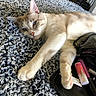 cat, fluffy_blanket, lying_down, indoor, pet, feline, close_up, relaxed, light_brown, white_fur, pink_nose, paws, makeup_bag, lip_balm, brush, cosy, texture, home, resting, animal