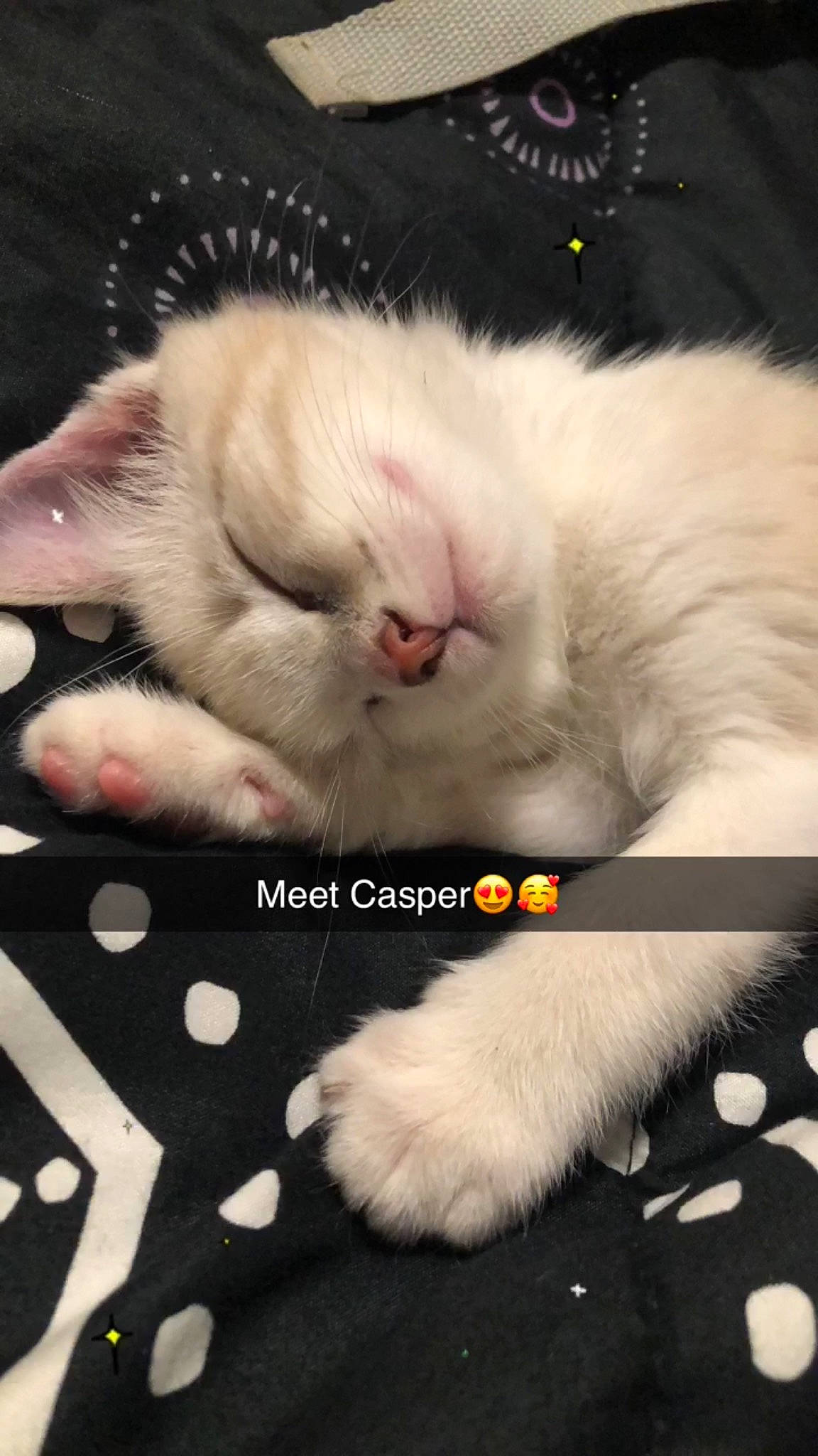 Casper joined the competition — help win amazing prizes! carnivore, cat, claw, close_up, comfort, fawn, felidae, foot, fur, gesture, mammal, paw, photo_caption, small_to_medium_sized_cats, snapshot, snout, tail, vertebrate, whiskers, white