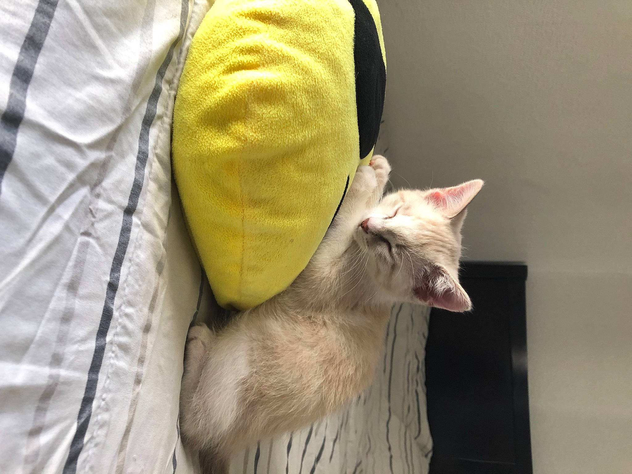 Casper joined the competition — help win amazing prizes! canidae, carnivore, cat, claw, comfort, domestic_short_haired_cat, fawn, felidae, formal_wear, fur, gesture, grey, human_leg, linens, paw, sleeve, small_to_medium_sized_cats, snout, tail, whiskers