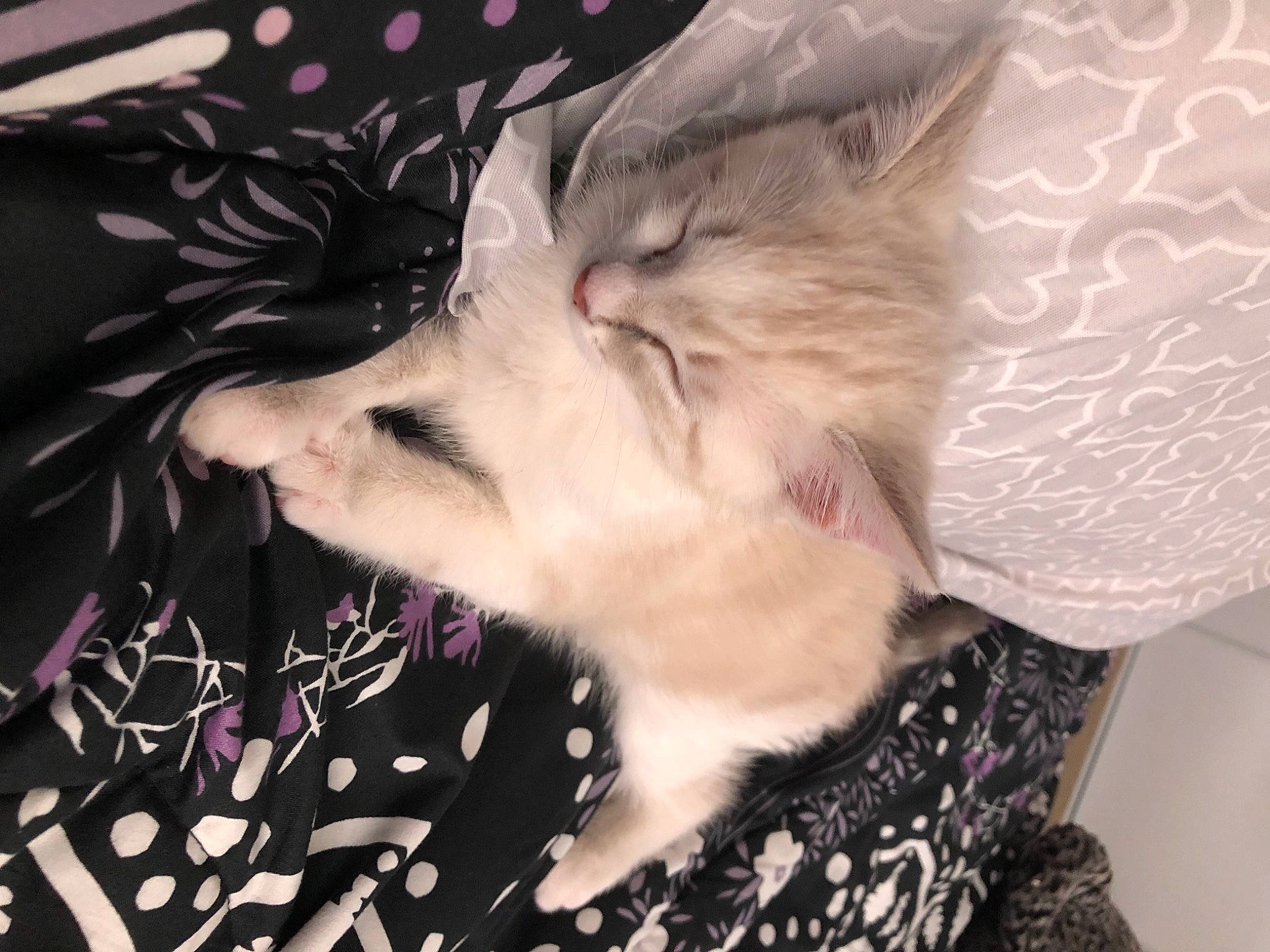 Casper is registered to the contest to win money with this photo: bed, carnivore, cat, claw, comfort, domestic_short_haired_cat, ear, fawn, felidae, fur, gesture, hug, lap, pattern, paw, small_to_medium_sized_cats, snout, tail, tree, whiskers