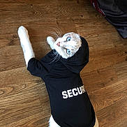 Casper joined the competition — help win amazing prizes! cat, white_cat, blue_eyes, hoodie, clothing, security, floor, wooden_floor, pet, animal, indoor, looking_up, fur, whiskers, cute, funny, costume, domestic_cat, laying_down, house