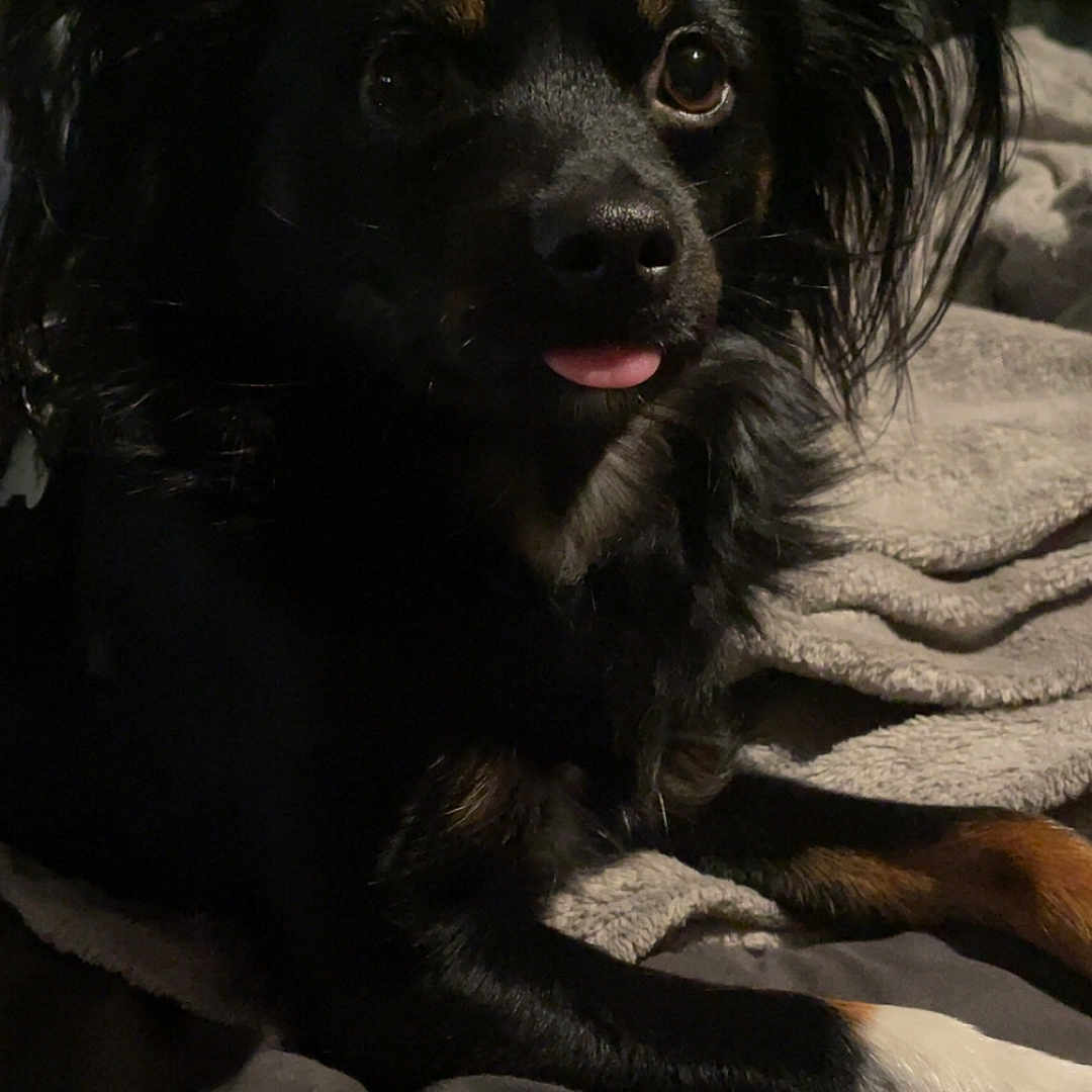 Cookie is registered to the contest to win money with this photo: animal, bed, black_dog, blanket, companion, cozy, cute, cute_pet, dog, domestic_animal, ears, face, fur, indoor, laying_down, paw, pet, relaxed, resting, tongue_out