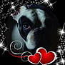 dog, face, close_up, black_and_white, hearts, sparkles, vignette, romantic, cute, pet, animal, love, decorative, portrait, dark_background, whimsical, artistic, frame, expression, eye