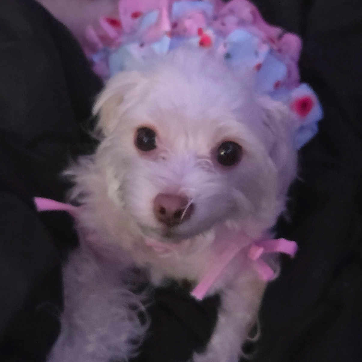 Dulce is registered to the contest to win money with this photo: dog, white_dog, pet, small_dog, fluffy, cute, costume, ribbons, pink, blue, fur, animal, portrait, indoor, closeup, looking, adorable, domestic_animal, mammal, pet_clothing