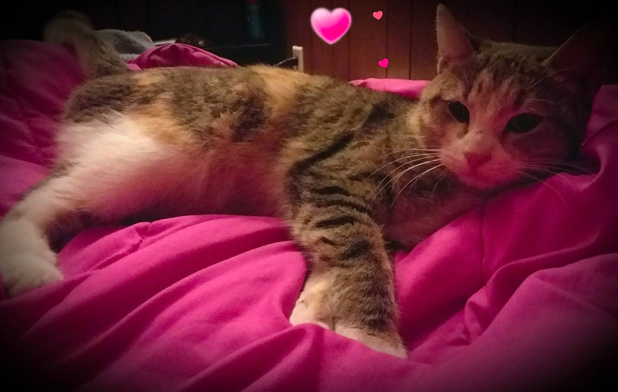 Cali is registered to the contest to win money with this photo: bed, carnivore, cat, cloud, comfort, couch, domestic_short_haired_cat, fawn, felidae, fur, human_leg, magenta, nap, paw, pink, small_to_medium_sized_cats, snout, tail, textile, whiskers