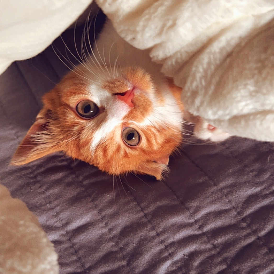 Simba