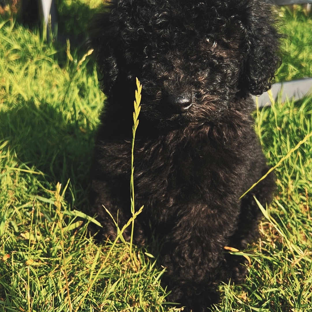Ino participe au concours pour gagner de l'argent avec cette photo : animal, backyard, bench, canine, chair, dog, field, furniture, grass, grassland, lawn, nature, outdoors, pet, plant, poodle, puppy, soil, vegetation, yard