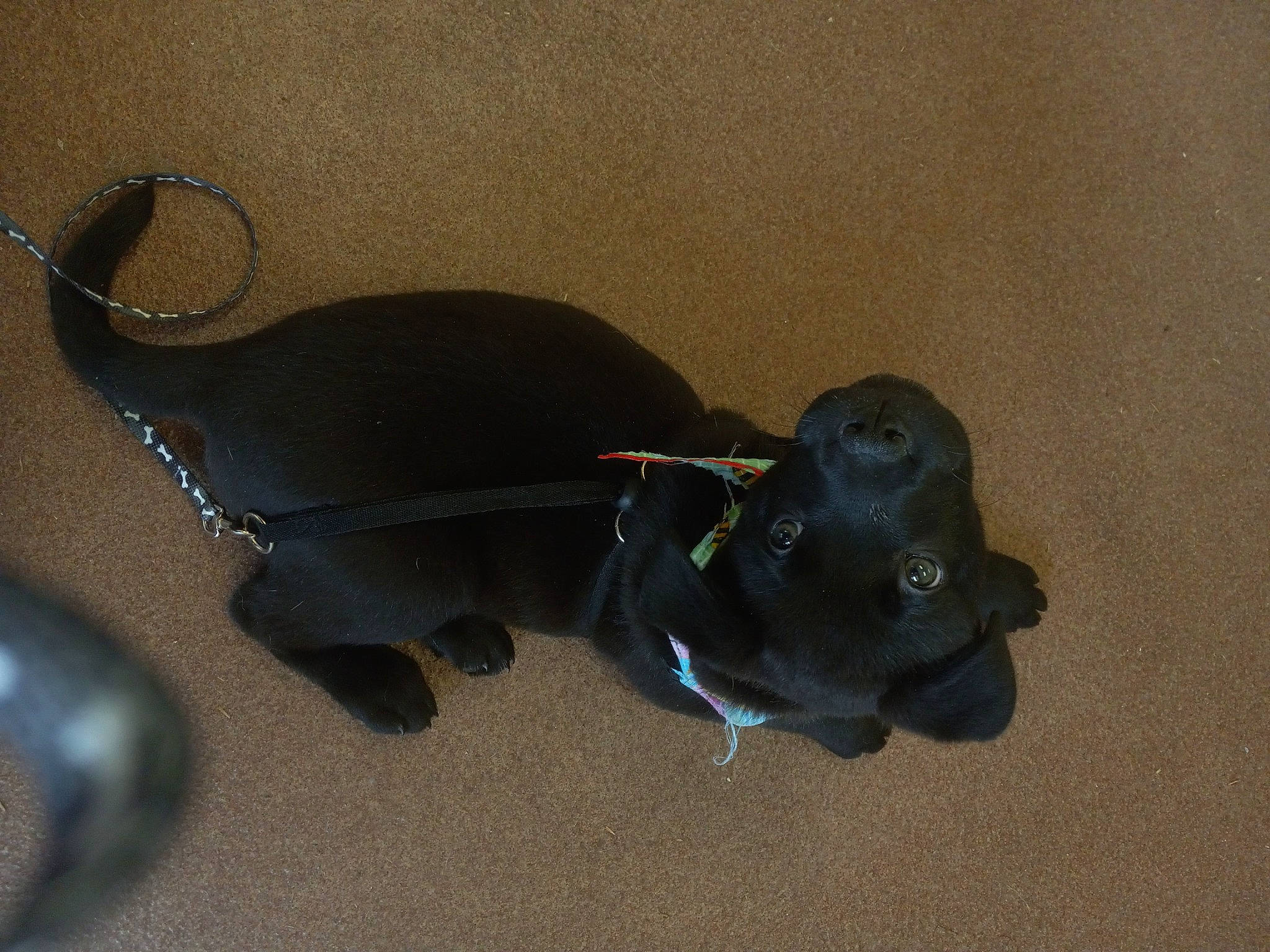 Waffles is registered to the contest to win money with this photo: audio_equipment, cable, carnivore, collar, companion_dog, dog, dog_breed, dog_collar, dog_supply, electric_blue, fashion_accessory, flooring, leash, personal_protective_equipment, shadow, sporting_group, tail, toy, wire, working_animal