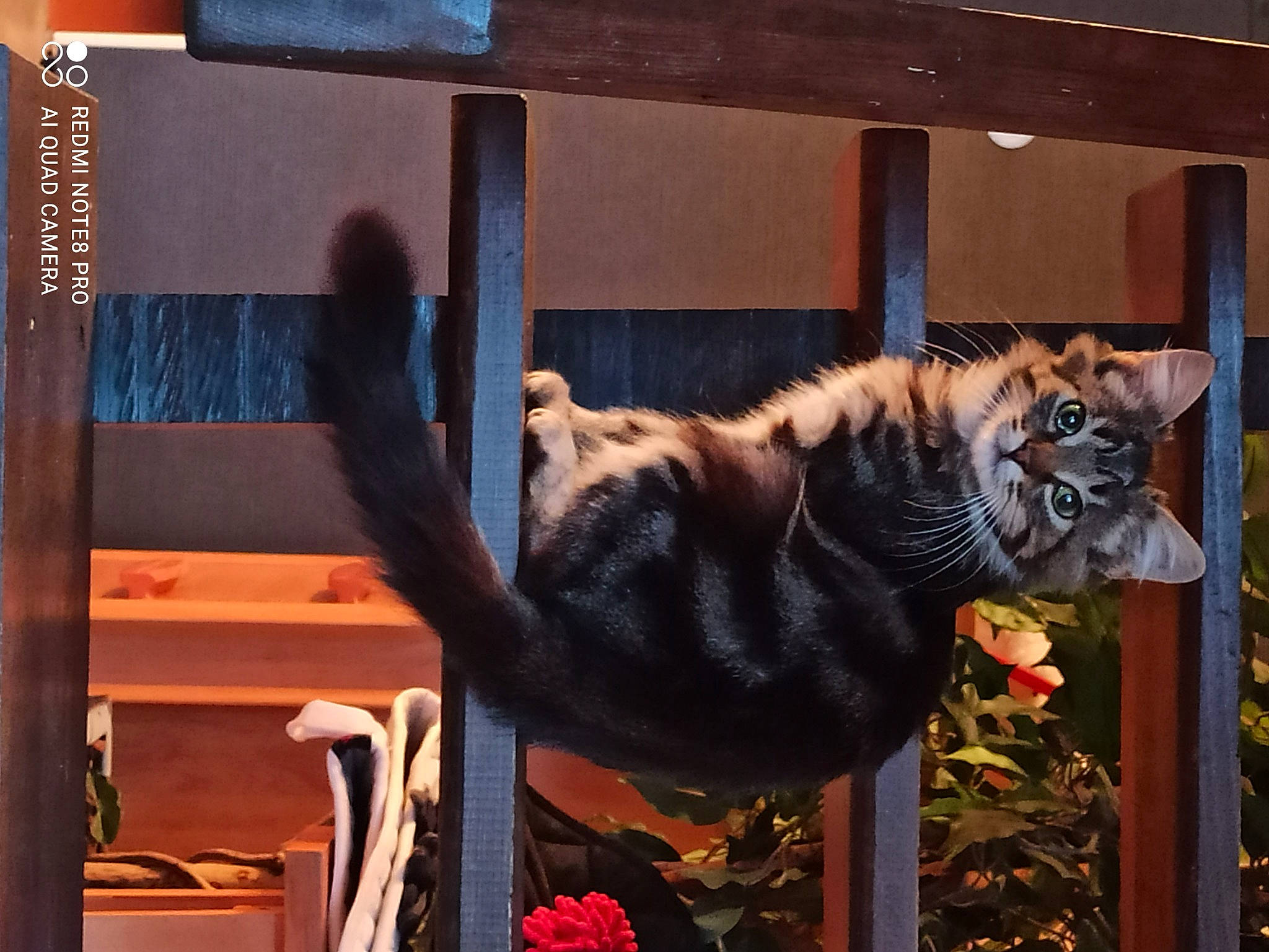 Berlioz participe au concours pour gagner de l'argent avec cette photo : bengal_tiger, big_cats, carnivore, fawn, felidae, siberian_tiger, wildlife, zoo