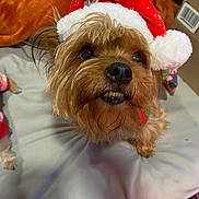 Lucy is registered to the contest to win money with this photo: adorable, animal, blanket, brown_fur, christmas, christmas_hat, cute, dog, ears, face, fur, holiday, household, indoors, looking_up, nose, pet, santa_hat, small_dog, teeth