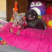 Gabe joined the competition — help win amazing prizes! animal_clothing, black_dog, colorful_clothing, cozy, cute, dog, floor_tiles, fox_toy, grey_dog, home_interior, indoor, pet, pink_bed, plush_bed, purple_stuffed_animal, relaxing, small_dog, stuffed_animal, toy, wooden_cabinet