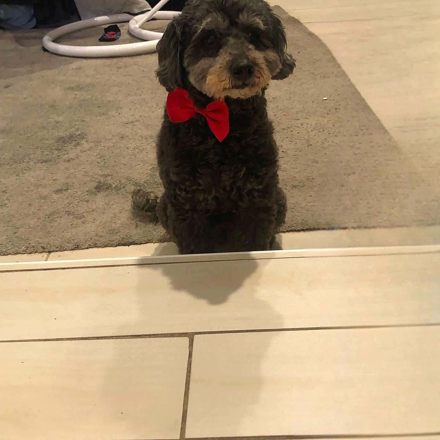 Gabe joined the competition — help win amazing prizes! dog, bow_tie, carpet, indoor, pet, shadow, tile_floor, hanging_chair, home, cute, sitting, fur, animal, companion, domestic, floor, furniture, cozy, red, curly_fur