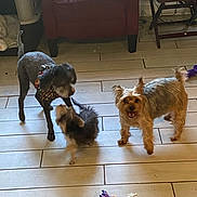 Gabe joined the competition — help win amazing prizes! dog, indoor, floor, tile_floor, toy, purple_toy, playing, pet, animal, furniture, chair, couch, living_room, happy_dog, brown_dog, small_dog, black_dog, playful, domestic, companion