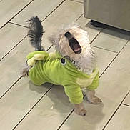 Hannah is registered to the contest to win money with this photo: adorable, animal, canine, clothing, costume, cute, dinosaur, dog, domestic, floor, funny, fur, green, indoor, mouth_open, pet, playful, small_dog, tail, tile