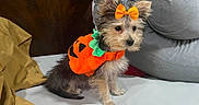 Hannah joined the competition — help win amazing prizes! adorable, animal, bed, costume, cute, dog, domestic_animal, fur, furry, halloween, indoor, looking_away, orange_bow, orange_costume, pet, pillow, puppy, sitting, small_dog, wood