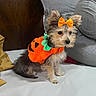 Hannah joined the competition — help win amazing prizes! dog, puppy, costume, halloween, orange_bow, orange_costume, bed, pillow, wood, cute, small_dog, furry, pet, indoor, looking_away, sitting, fur, adorable, animal, domestic_animal