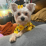 Hannah joined the competition — help win amazing prizes! dog, pet, yellow_bow, yellow_outfit, bee_pattern, indoor, bedroom, couch, cozy, small_dog, cute, relaxed, fur, animal, paw, head, ears, looking_at_camera, soft_lighting, furniture