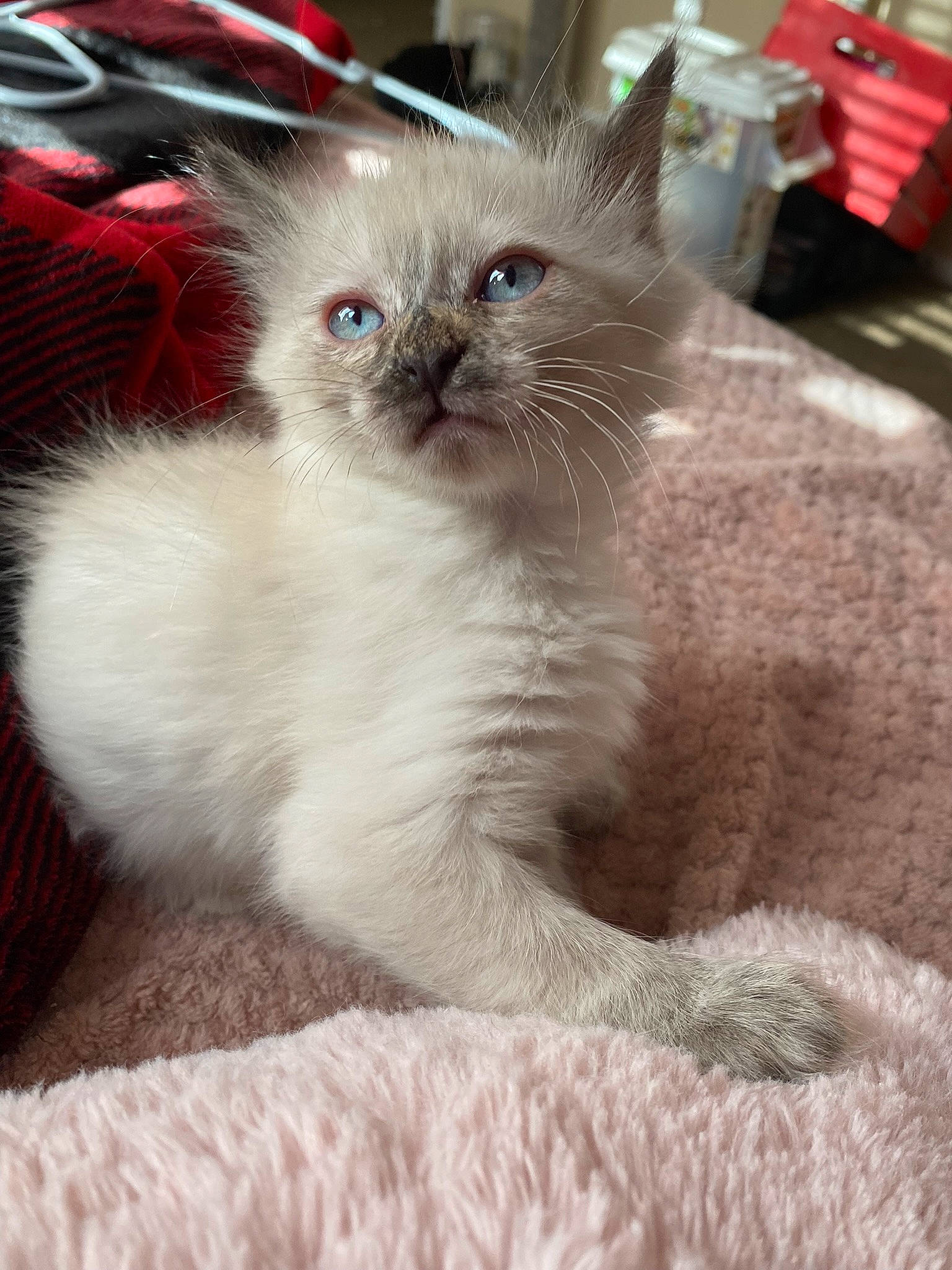 Honey is registered to the contest to win money with this photo: carnivore, cat, cat_supply, claw, comfort, domestic_short_haired_cat, fawn, felidae, fur, paw, pet_supply, small_to_medium_sized_cats, snout, tail, terrestrial_animal, whiskers, window