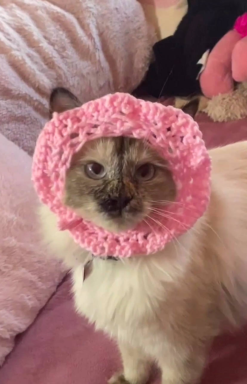 Honey joined the competition — help win amazing prizes! beanie, carnivore, cat, crochet, fawn, felidae, fur, hat, magenta, petal, pink, plant, small_to_medium_sized_cats, snout, stuffed_toy, tail, terrestrial_animal, whiskers, window, wool