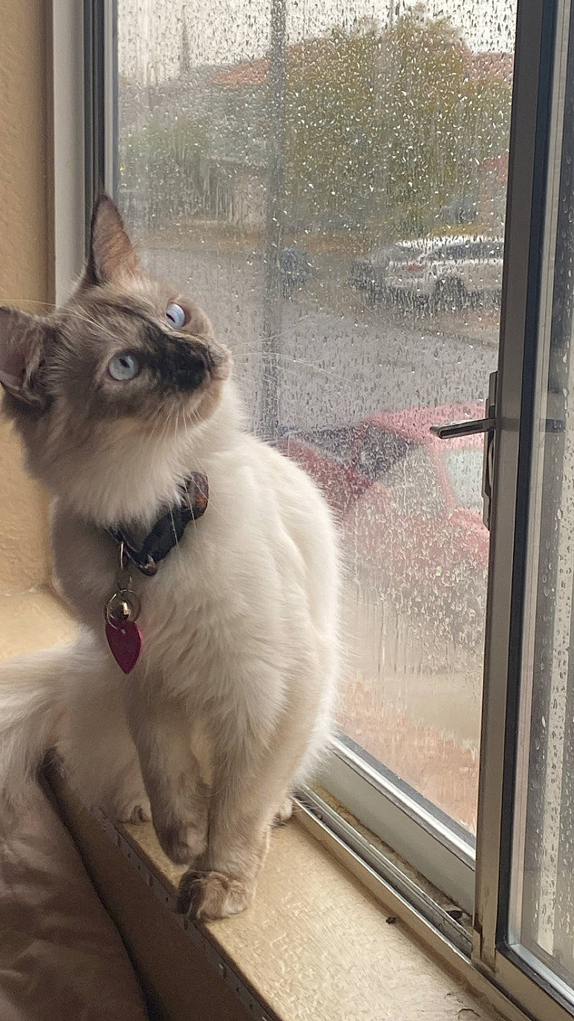 Honey joined the competition — help win amazing prizes! balinese, birman, carnivore, cat, domestic_short_haired_cat, door, fawn, felidae, fur, glass, paw, plant, siamese, sitting, small_to_medium_sized_cats, snout, tail, thai, whiskers, window