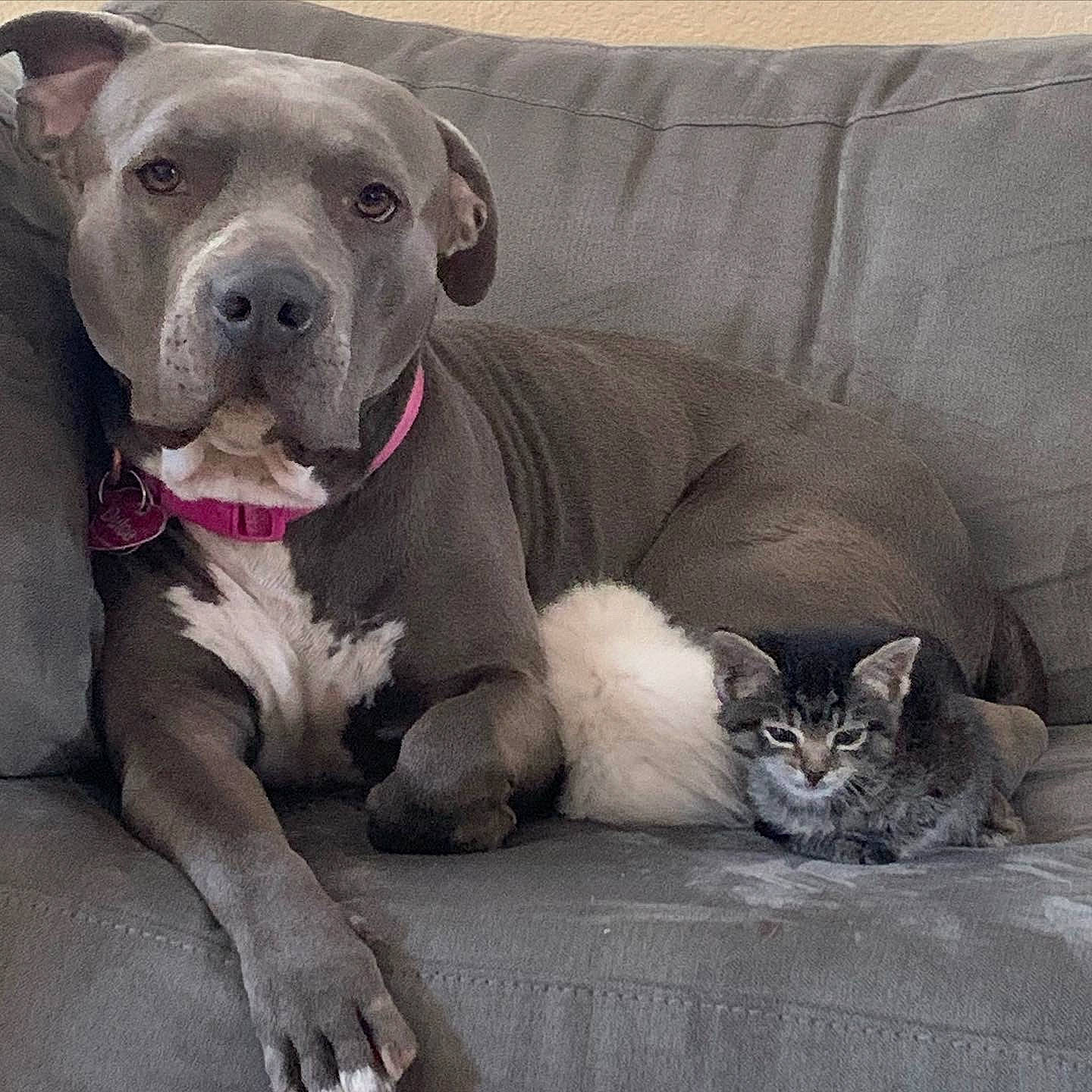 Dulce is registered to the contest to win money with this photo: carnivore, cat, collar, comfort, companion_dog, couch, dog, dog_breed, dog_collar, domestic_short_haired_cat, fawn, fur, grey, molosser, paw, pet_supply, snout, terrestrial_animal, whiskers, working_animal