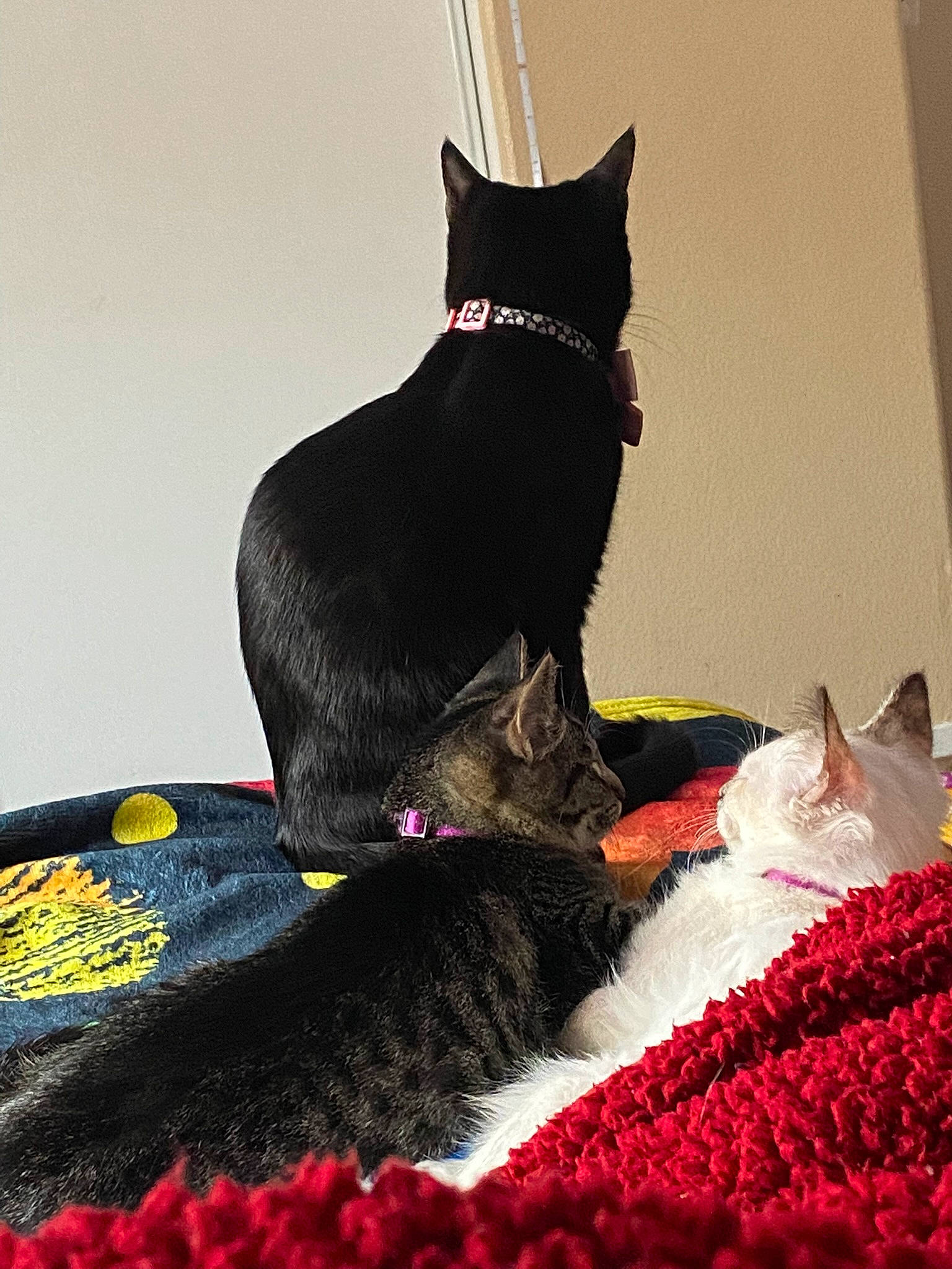 Sage joined the competition — help win amazing prizes! black_cat, bombay, carmine, carnivore, cat, cat_supply, collar, domestic_short_haired_cat, felidae, flowerpot, fur, grey, linens, plant, red, small_to_medium_sized_cats, tail, textile, tree, whiskers