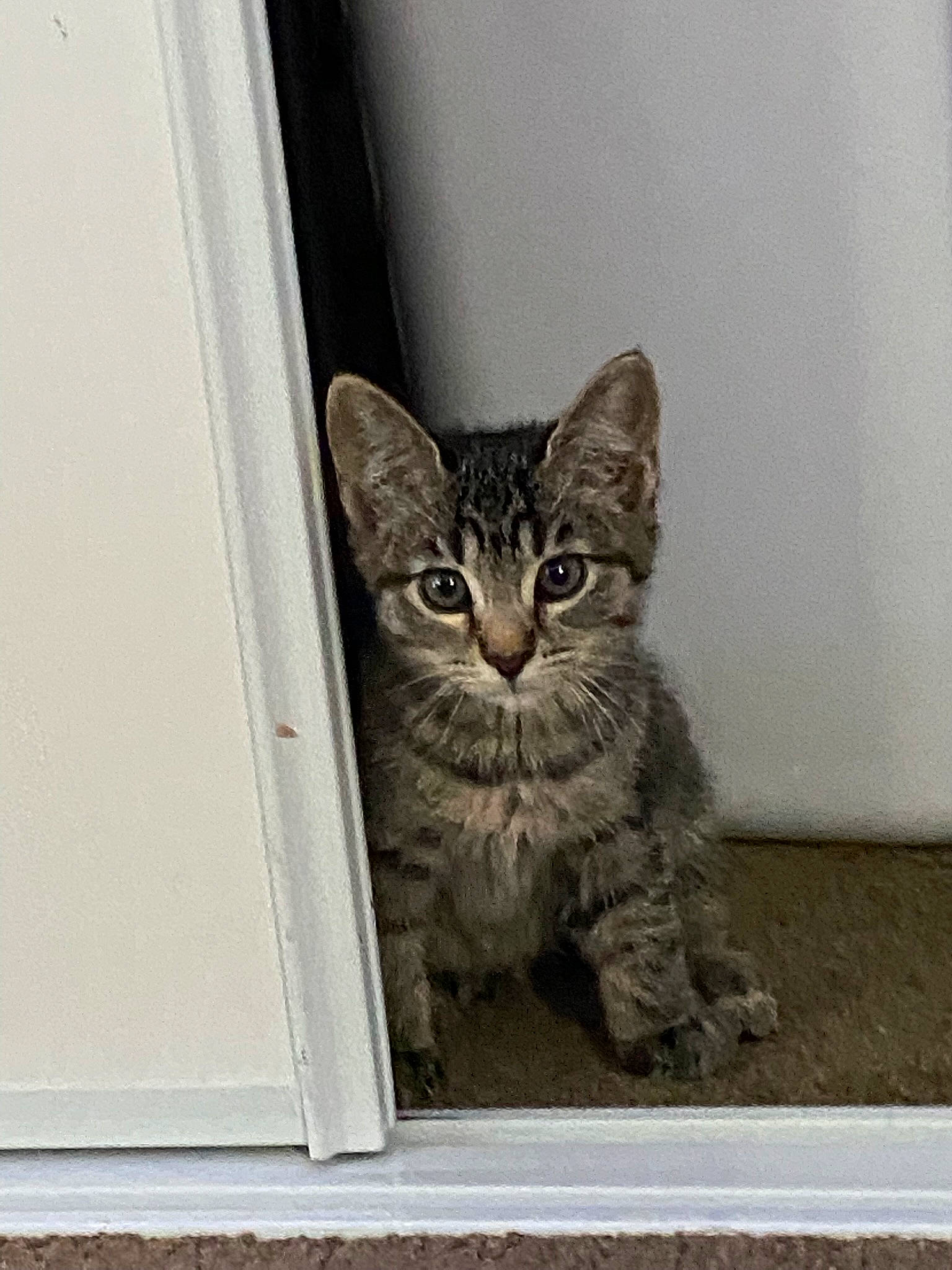 Chica joined the competition — help win amazing prizes! carnivore, cat, domestic_short_haired_cat, door, door_handle, felidae, fur, grey, paw, small_to_medium_sized_cats, snout, tail, terrestrial_animal, whiskers, window, wood