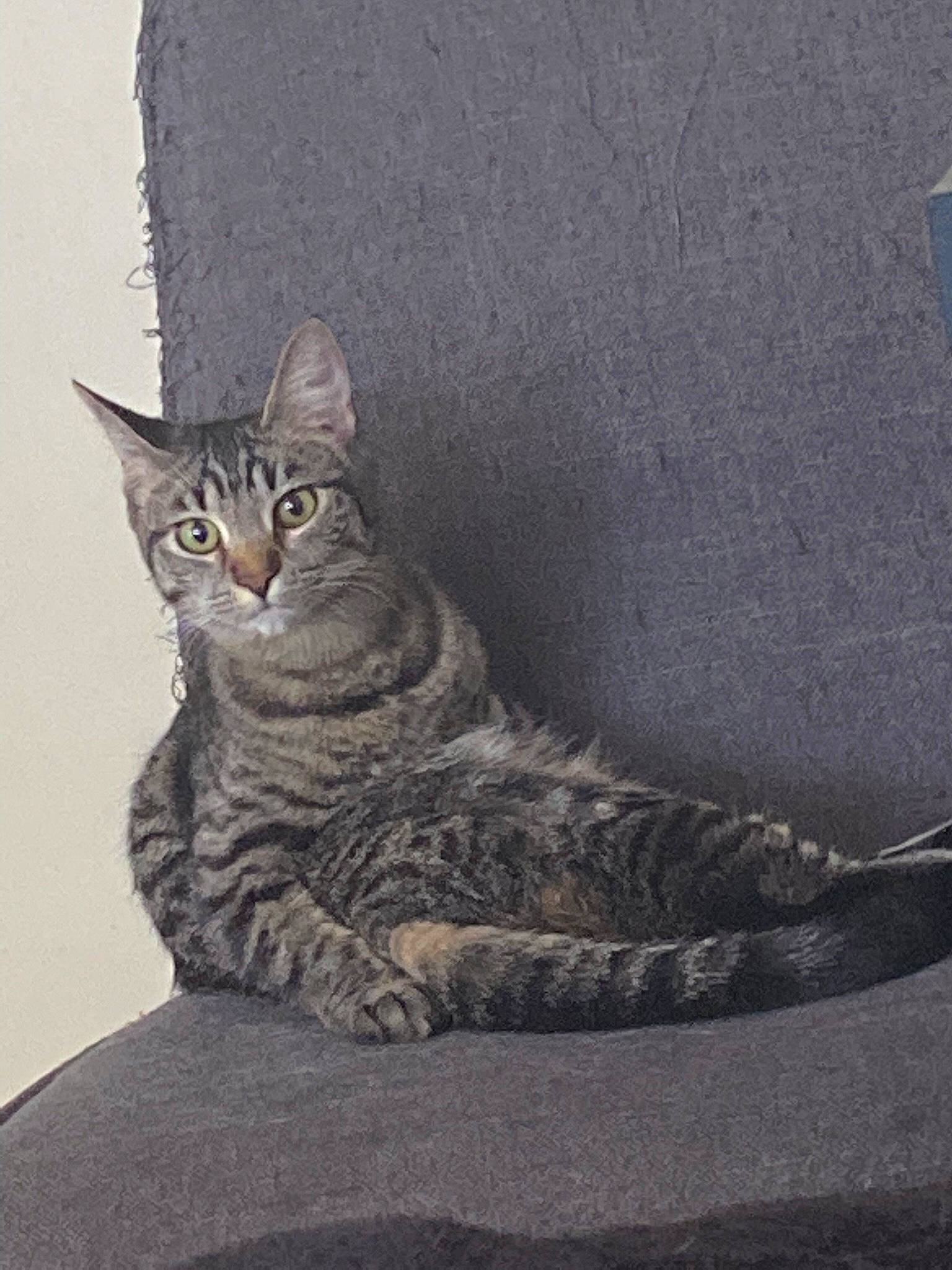 Chica joined the competition — help win amazing prizes! carnivore, cat, domestic_short_haired_cat, door, felidae, fur, grey, monochrome, monochrome_photography, paw, sitting, small_to_medium_sized_cats, snout, tail, terrestrial_animal, whiskers, wildlife, window