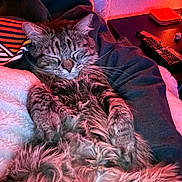 Phoebe is registered to the contest to win money with this photo: cat, tabby_cat, sleeping, fluffy, cozy, blanket, pillow, indoor, resting, furry, pet, relaxed, comfort, closeup, warm_light, couch, fur, whiskers, animal, home