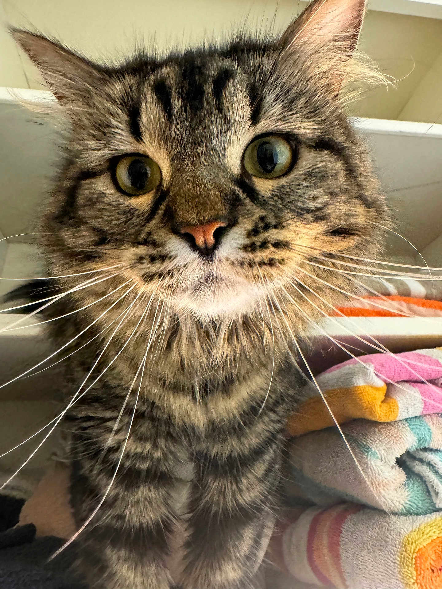 Phoebe joined the competition — help win amazing prizes! cat, tabby, close_up, whiskers, fur, indoor, curious, animal, pet, face, eyes, stack, towels, colorful, soft_light, furniture, striped, domestic_cat, portrait, cozy