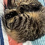 Phoebe joined the competition — help win amazing prizes! cat, tabby, sleeping, curled_up, furry, pet, domestic_animal, cozy, blanket, striped, resting, cute, indoor, animal, whiskers, paw, fur, relaxed, soft, nap