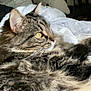 Phoebe is registered to the contest to win money with this photo: cat, tabby, fluffy, pet, indoor, bedroom, blanket, feline, fur, resting, cozy, yellow_eyes, whiskers, side_view, domestic_animal, soft, relaxed, cute, animal, comfort