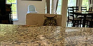 Phoebe joined the competition — help win amazing prizes! cat, tabby, curious, peeking, countertop, kitchen, dining_room, chair, window, curtains, painting, table, sunlight, home_interior, furniture, domestic, pet, indoor, cozy, bright
