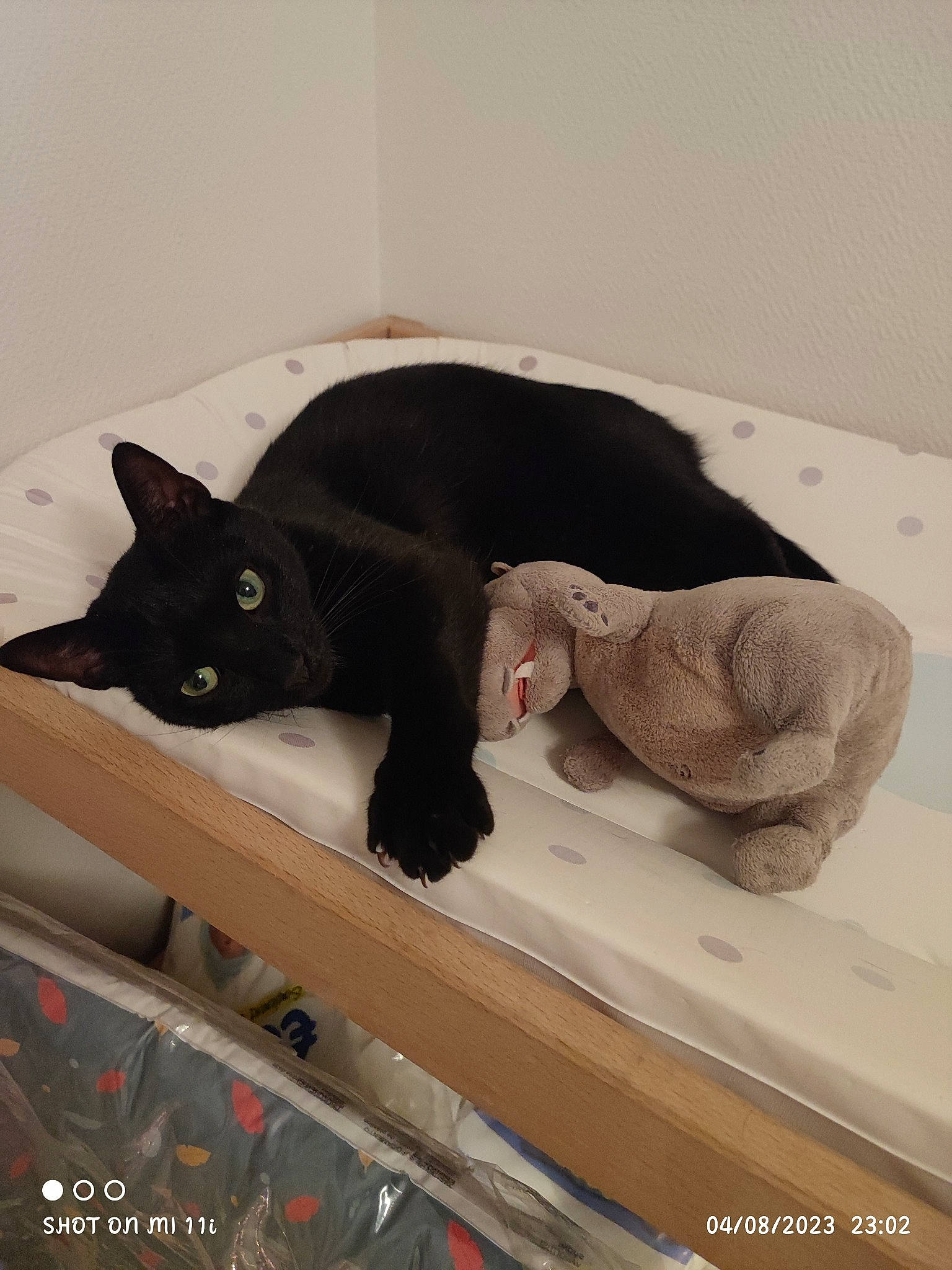 Bagheera participe au concours pour gagner de l'argent avec cette photo : black_cat, bombay, carmine, carnivore, cat, comfort, domestic_short_haired_cat, felidae, fur, grey, linens, mammal, room, small_to_medium_sized_cats, stairs, stuffed_toy, tail, terrestrial_animal, vertebrate, whiskers