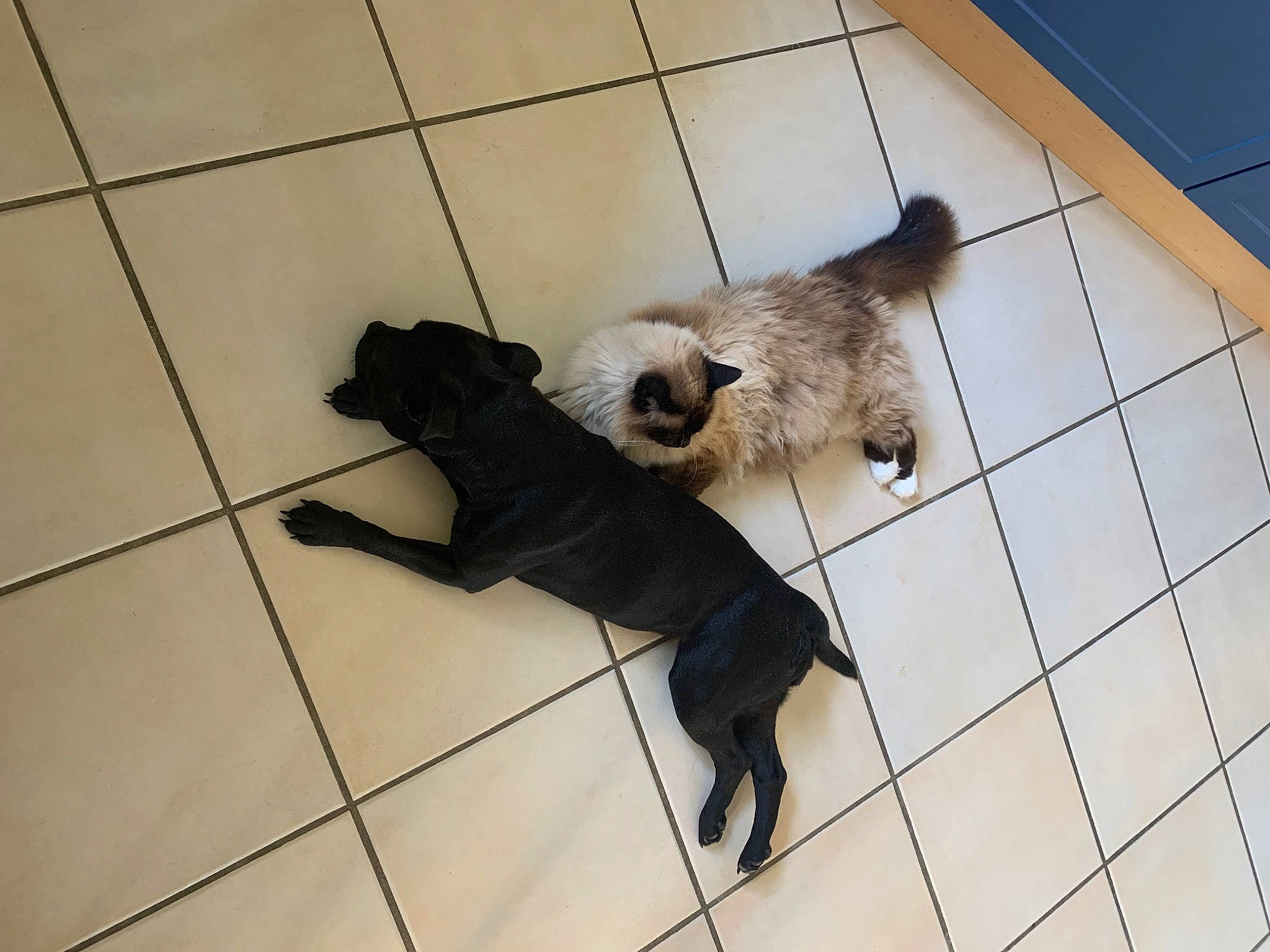 Anton participe au concours pour gagner de l'argent avec cette photo : canidae, carnivore, claw, companion_dog, dog_breed, fawn, felidae, flooring, fur, mustelidae, paw, pet_supply, small_to_medium_sized_cats, snout, tail, terrestrial_animal, tile, tile_flooring, whiskers, working_animal