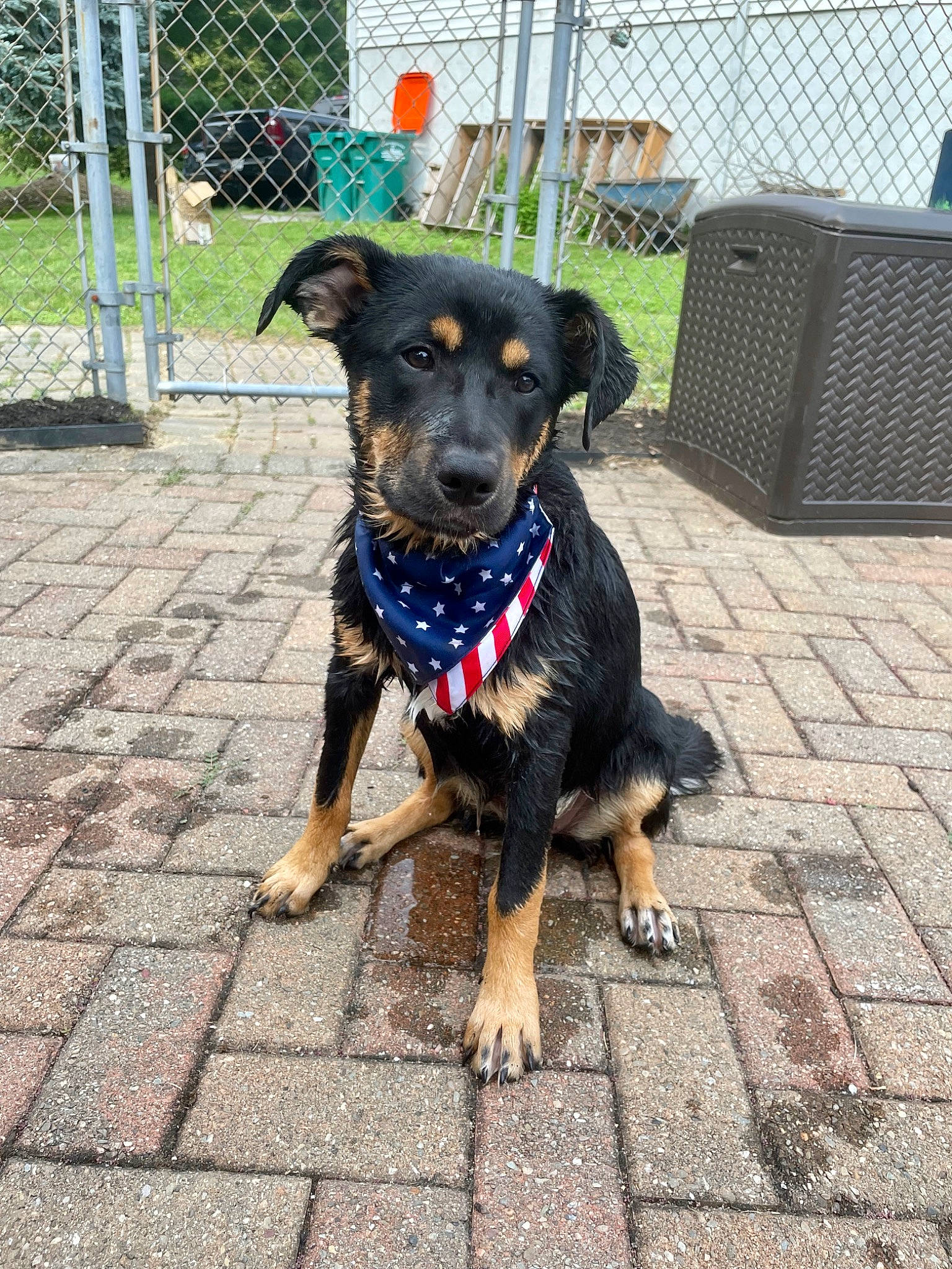 Dakota joined the competition — help win amazing prizes! canidae, carnivore, collar, companion_dog, dog, dog_breed, dog_collar, dog_supply, fawn, fence, guard_dog, leash, mesh, pet_supply, road_surface, snout, sporting_group, working_animal, working_dog