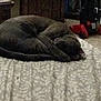 cat, gray_cat, sleeping, bed, bedspread, pattern, indoor, furniture, vacuum_cleaner, cozy, curled_up, pet, animal, resting, quiet, domestic, feline, home, carpet, relaxing