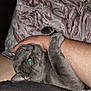 Ivan is registered to the contest to win money with this photo: cat, gray_cat, pet, animal, human_arm, hugging, close_up, indoor, blanket, plush, soft_texture, green_eyes, resting, affection, companionship, fur, paws, cozy, comfort, cuddle