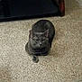 cat, gray_cat, loaf, carpet, indoor, furniture, pet, animal, resting, cute, fur, whiskers, ears, floor, home, domestic, cozy, quiet, looking, portrait